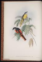Grey-chinned Minivet plate 3