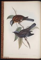 Purple Cochoa plate 2