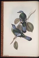 Green Cochoa plate 1