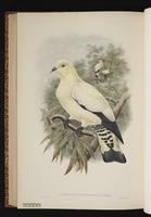 Pied Imperial Pigeon plate 66