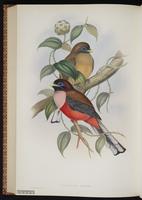 Mountain Trogon, Trogón mexicano plate 76
