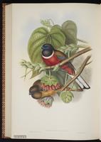 Violaceous Trogon, Trogón violáceo plate 75