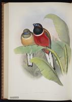 Black-tailed Trogon plate 74