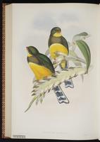 Blue-crowned Trogon plate 73