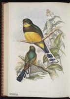 Black-throated Trogon plate 72
