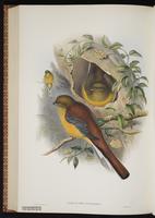 Amazonian White-tailed Trogon, White-tailed Trogon plate 71