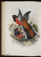 Black-headed Trogon, Trogón cabeza negra plate 70