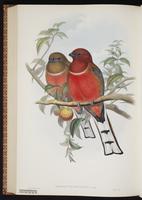 Violaceous Trogon, Trogón violáceo plate 69