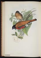 Collared Trogon, Trogón de collar plate 68