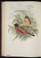 Masked Trogon plate 67