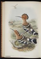 Common Hoopoe, Eurasian Hoopoe, Hoopoe plate 66
