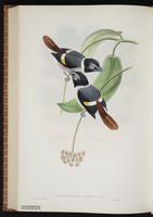 Steere's Broadbill plate 65