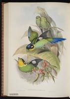 Long-tailed Broadbill plate 64
