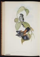 Silver-breasted Broadbill plate 63