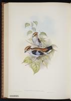 Silver-breasted Broadbill plate 62