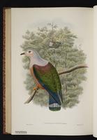 Growling Imperial Pigeon plate 65