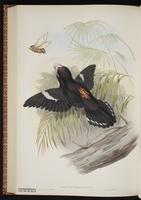 Dusky Broadbill plate 61
