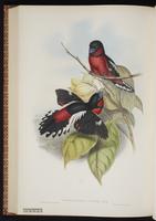 Black-and-red Broadbill plate 60