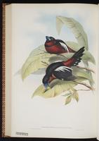 Black-and-red Broadbill plate 59