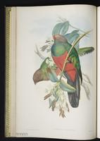 Scarlet-rumped trogon plate 6