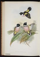Black-and-yellow Broadbill plate 58