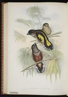Banded Broadbill plate 57