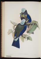 Purple-winged Roller, Sulawesi Roller plate 56