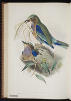 Indian Roller plate 55