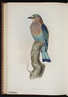 Indian Roller plate 54