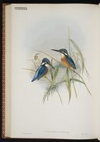 Common Kingfisher plate 53