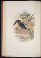 Blyth's Kingfisher plate 52