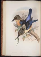 Spangled Kookaburra plate 51