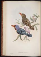 Banded Kingfisher plate 50