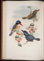 Banded Kingfisher plate 49
