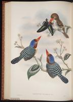 Banded Kingfisher plate 48