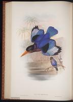 Javan Kingfisher plate 47