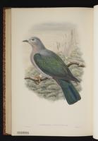 Floury Imperial Pigeon plate 64