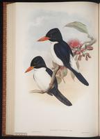 Glittering Kingfisher plate 46