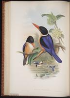 Black-capped Kingfisher plate 45