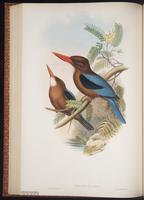 White-throated Kingfisher plate 44
