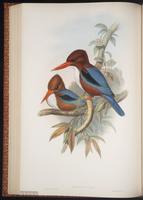 White-throated Kingfisher plate 43
