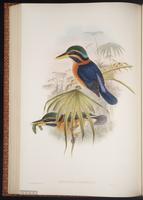 Rufous-collared Kingfisher plate 42