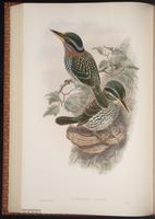 Spotted Wood Kingfisher plate 41