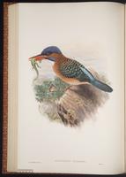 Hombron's Kingfisher plate 40