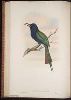Purple-bearded Bee-eater plate 39