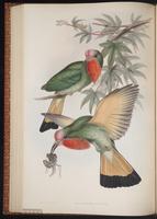 Blue-bearded Bee-eater plate 38