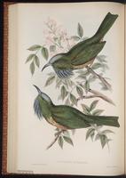 Blue-bearded Bee-eater plate 37