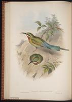 Blue-tailed Bee-eater plate 36