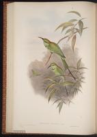 Blue-throated Bee-eater plate 35