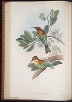 Chestnut-headed Bee-eater plate 34